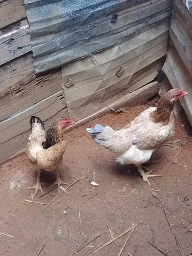 Vendo 2 galinhas índias
