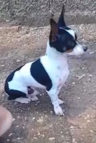 Pinscher