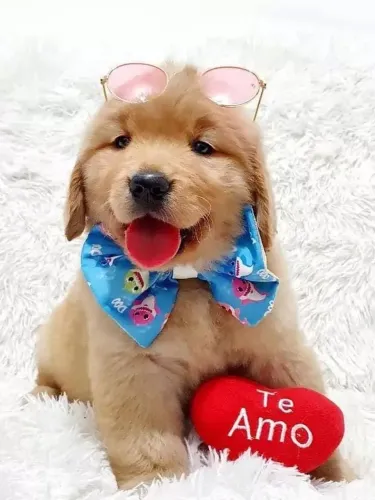 Golden Um novo amigo para alegrar sua vida