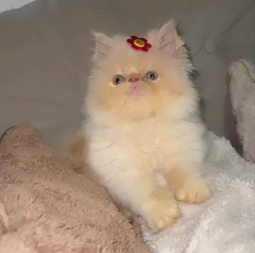 Gatos persas em até 18x no cartão