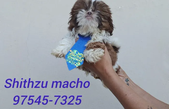 Shithzu macho promoção com as 3 vacinas