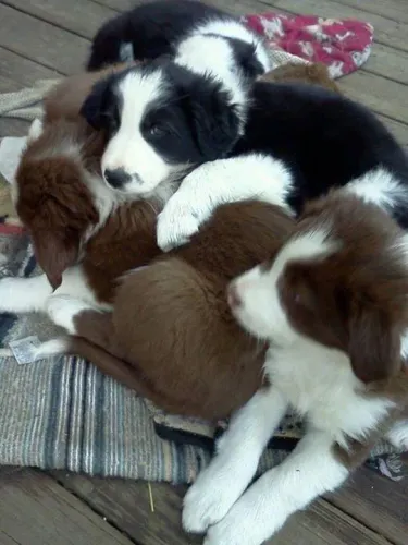 Border collie com grande capacidade de aprendizado