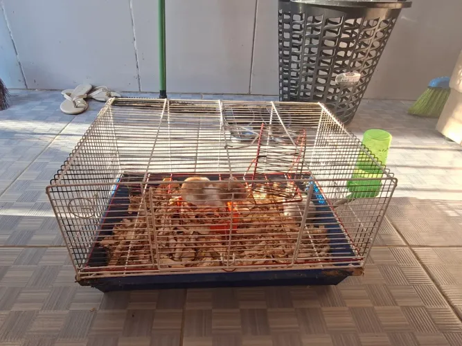 Gaiola para hamster