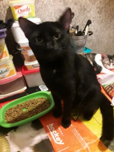 Gato macho de 1 ano