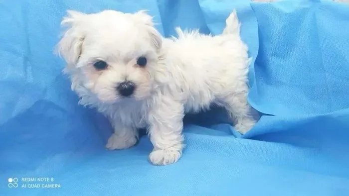 Maltês Filhote Uma Companhia Cheia de Fofura