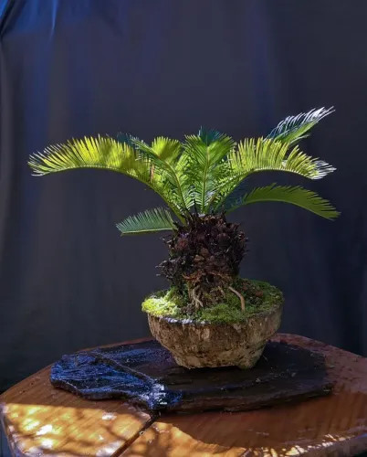 Bonsai palmeira