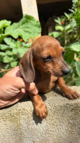 Dachshund Fêmea
