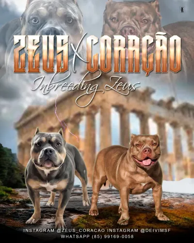 Filhotes da belíssima raça AMERICAN BULLY 