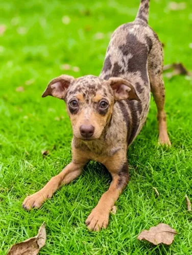 PINSCHER ARLEQUIM (MERLE) FILHOTES