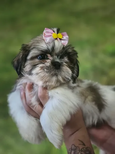 Shi tzu fêmea 