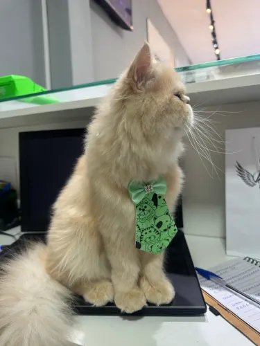 Gato Persa 1 ano macho