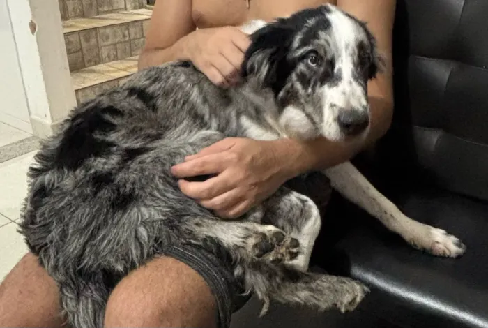 Border collie