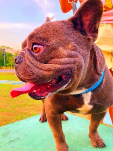 Bulldog Frances Macho Cinza