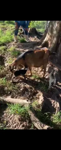 Lindos mini bode e mini cabra