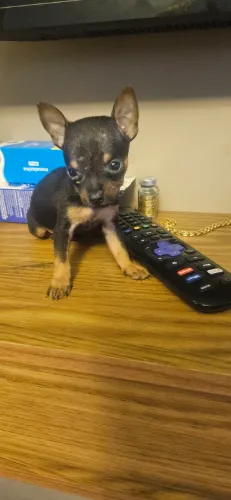 Pinscher fêmea 0