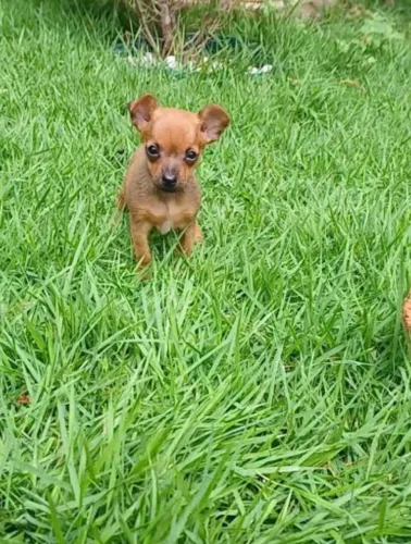Fêmea de Pinscher 0