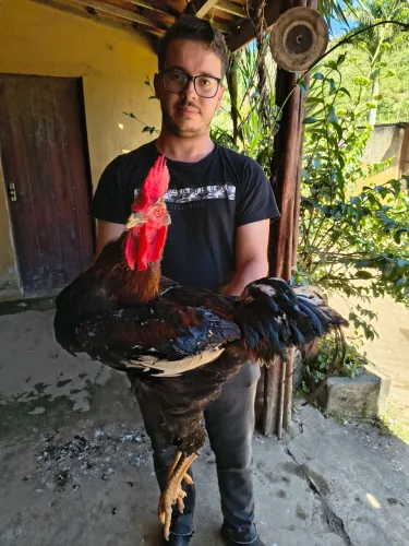 Ovos férteis de Galinha Sertaneja Balão GSB
