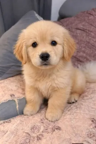 goldens 47 dias - filhotes