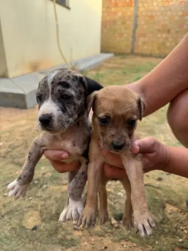 Doa -se cachorros 