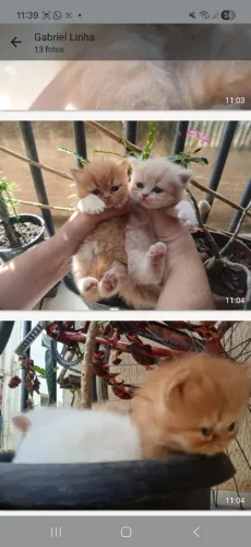 Gato persa puro