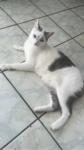ADOÇÃO RESPONSÁVEL ? SUMIU