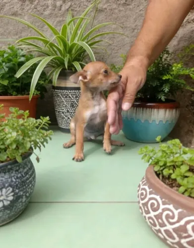 Pinscher Zero Macho Delicado
