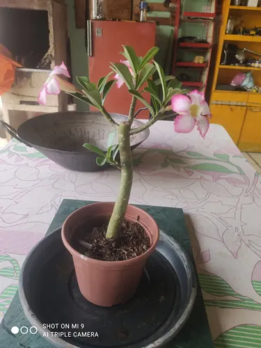 Rosa do deserto