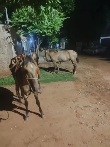 Cavalo e égua