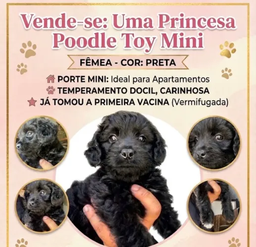 Cachorro