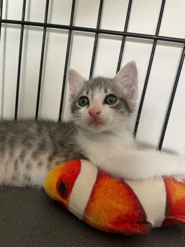 Gato macho 2 meses adoção