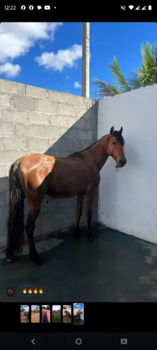 Cavalo de macha picada