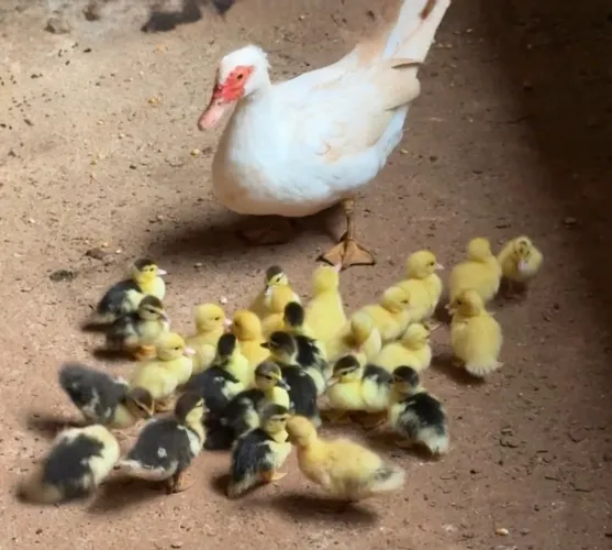 Vendo Patos (adultos, jovens e filhotes)