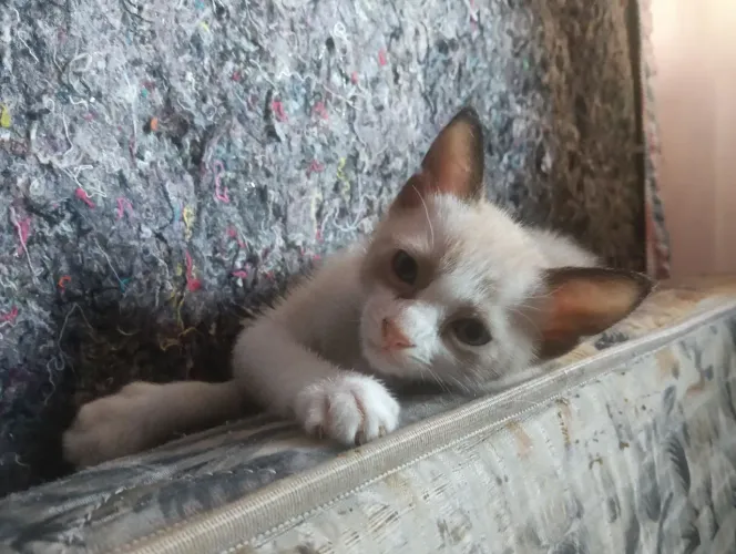 Doação de Gato