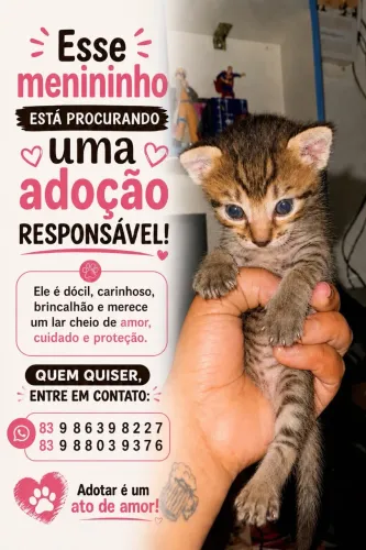 Adoção de gato 