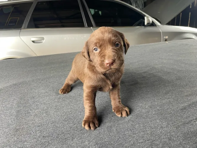 Filhote de labrador macho