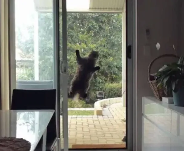 Porta mosquiteiro com passagem para pet