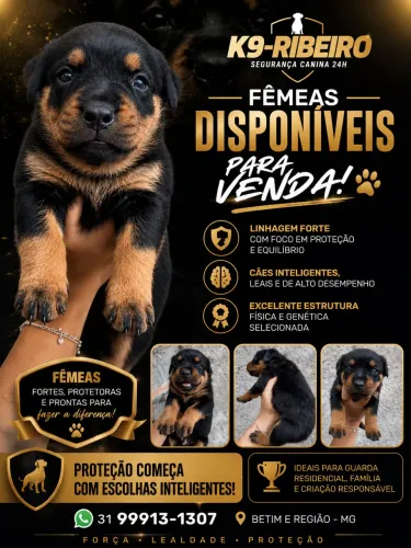 Rottweiler
