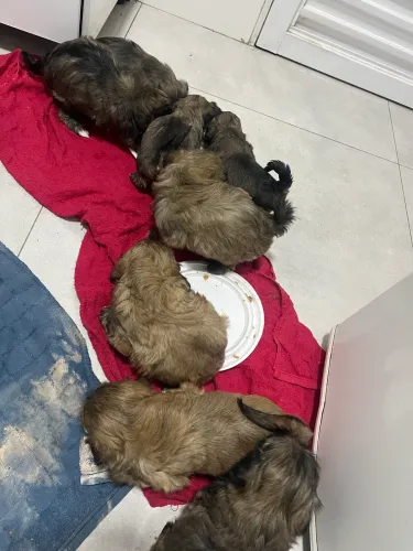 Cachorros raça shitszu 