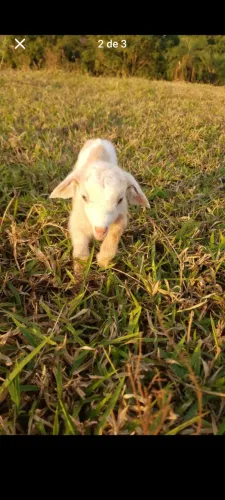 Cabras