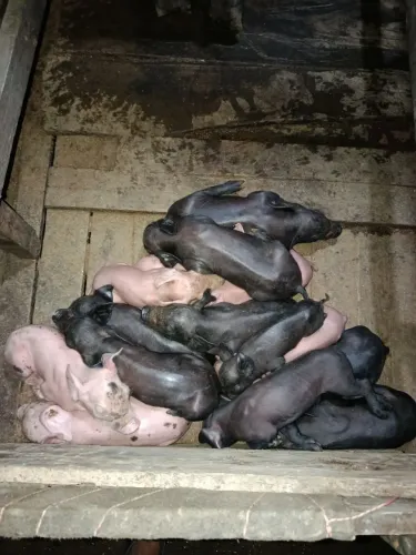 Leitões a venda