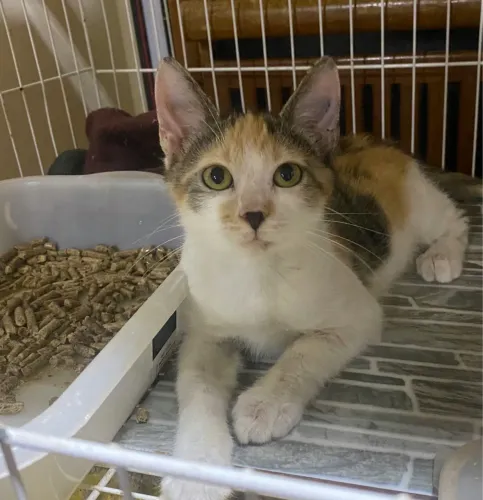 Gata tricolor filhote SUPER carinhosa castrada e vacinada