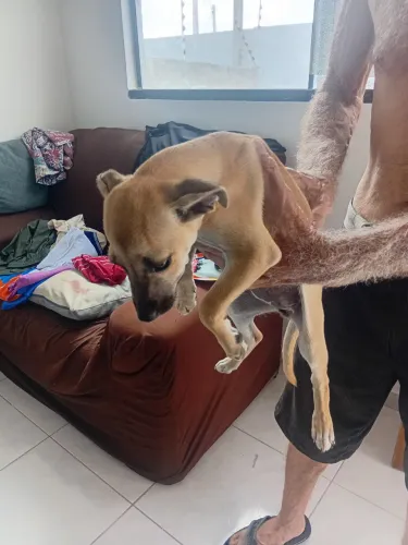 Doação de fêmea vira lata