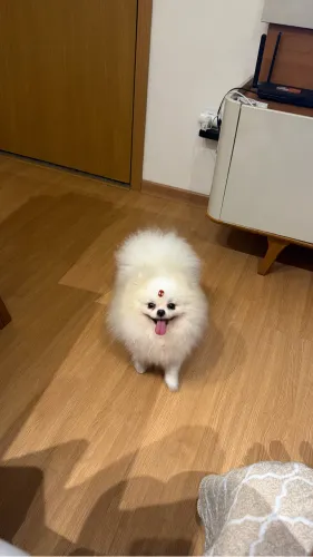 Lulu da Pomerania  