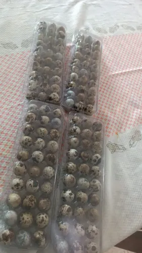 Ovos Galados codorna Japonesa 
