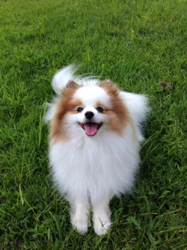 Spitz alemão A melhor amizade da sua vida pode começar hoje