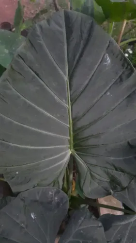 Alocasia regal shields uma muda