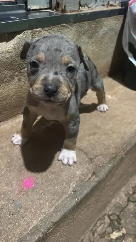 Filhote de Pitbull Merle