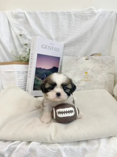 Filhotinhos shih tzu/shitzu linhagem selecionada e temperamento super dócil