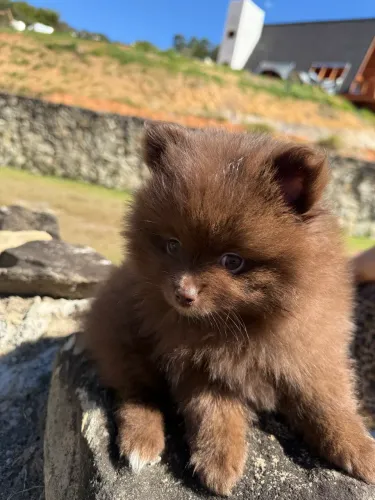 Spitz alemão - Lulu da Pomerânia Chocolate