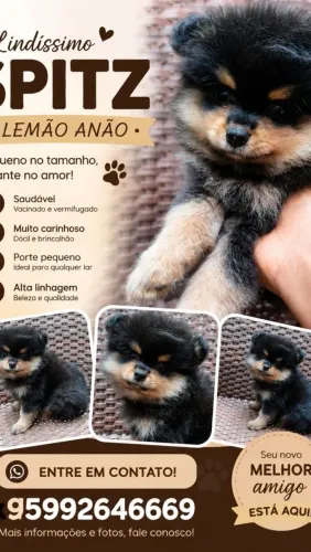 Filhotes de Spitz Alemão genuínos